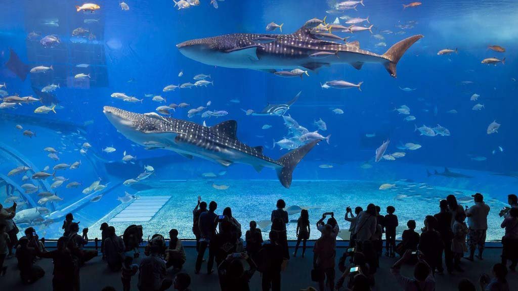 Aquariums 