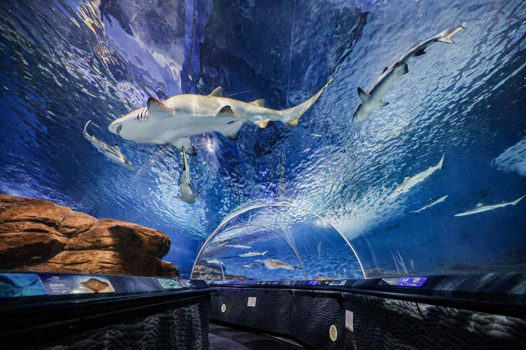 Aquariums 
