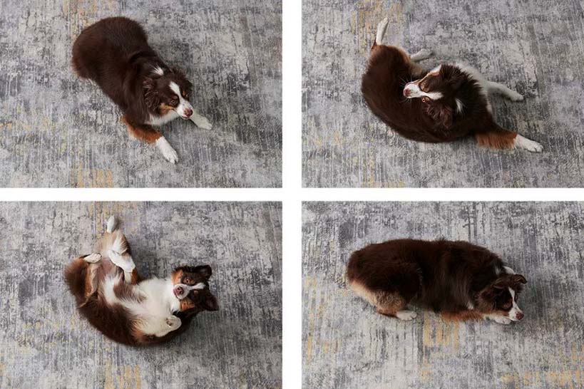 dogs