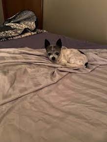Chihuahua 