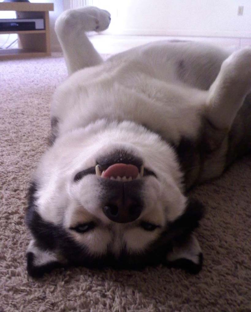 husky