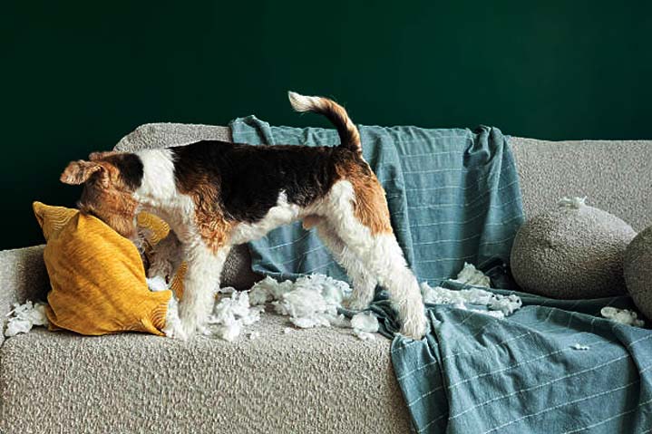 Dogs